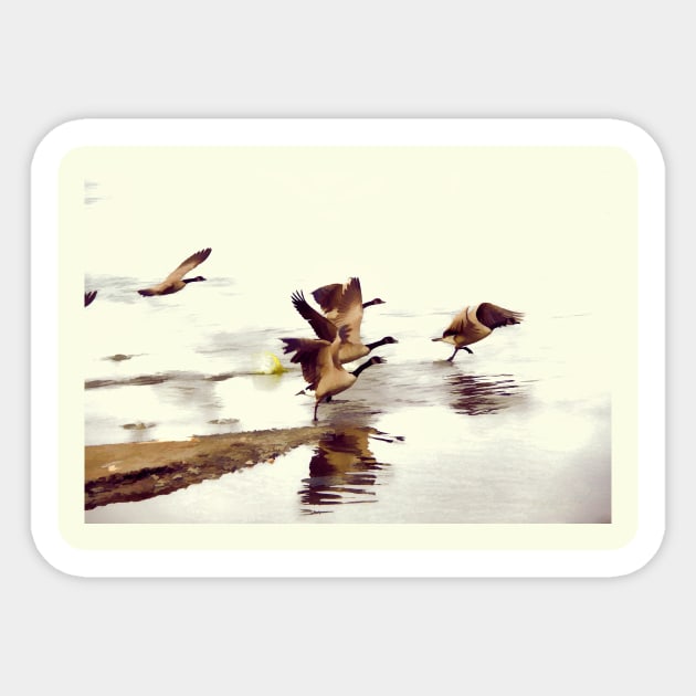 The Take Off - Wild Geese Sticker by Highseller